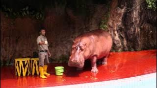 Hippo show full ocean dream samudra Ancol Aneka Satwa - kuda nil