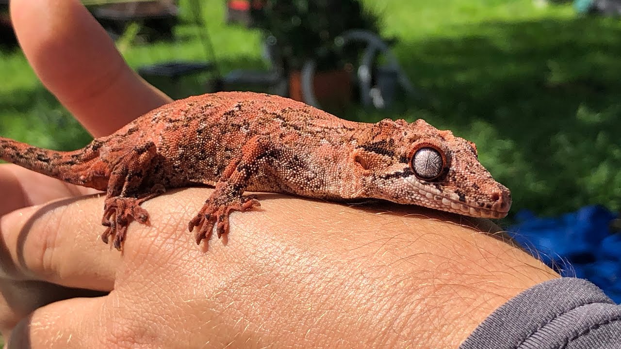 Shopping for new Exotic PET! What should i get? YouTube