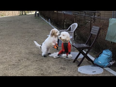 あびを、プチバセを発揮する
