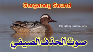 صوت الحذف الصيفي (شترف)|| Garganey Sound