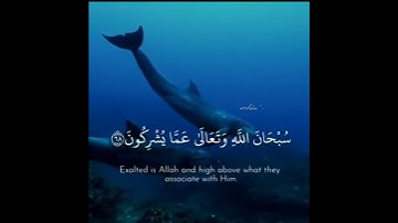 وربك يخلق ما يشاء ويختار ما كان لهم الخيرة. 💙    تلاوة تريح القلب       مقطع قصير حالات قران