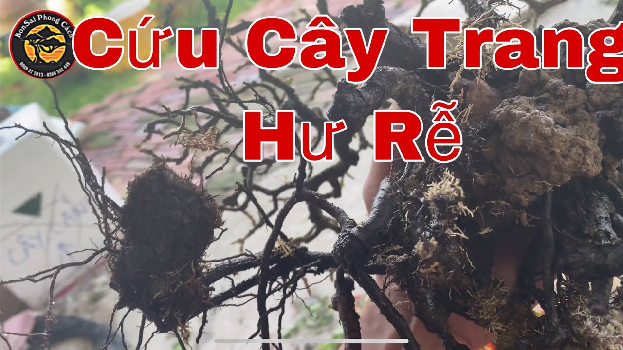 Cách nuôi bông trang bonsai p25 | cách cứu cây bonsai... - youtube