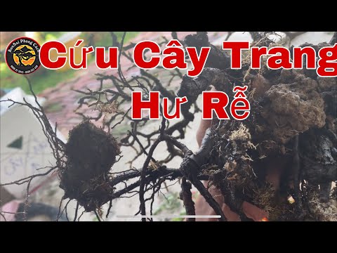 Video Cách nuôi bông trang bonsai p25 | cách cứu cây bonsai... - youtube