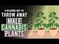 5 Reasons NOT to throw away your Male Cannabis Plants!