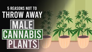 5 Reasons NOT to throw away your Male Cannabis Plants! Resimi