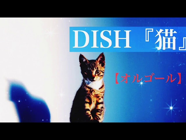 1時間耐久】猫/DISH//【オルゴール】 - YouTube