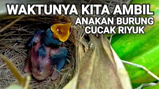 Hilang satu anakan burung yang kemarin kita lihat