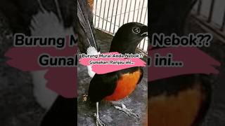Download Lagu Burung Murai Batu anda Nebok atau turun ke karpet?? Gunakan ranjau ini.. 🔥 #shorts MP3