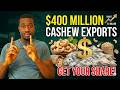 Nigeria Made $400 Million From Cashew — Here’s How YOU Can Make Money from It!