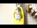 【シマリス】ぬいぐるみのように部屋に溶け込むリスが可愛すぎた...