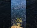 Mother Otter Diving