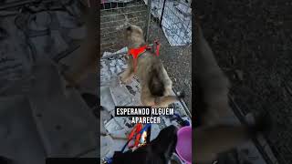 Melhor adotar ou comprar um cachorro ? #richardrasmussen #podcast #curiosidades #animals