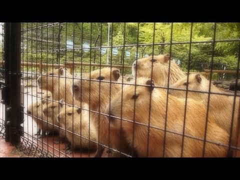 せっかくのフォーメーションを盛大に崩すカピバラお父さん Capybara - YouTube
