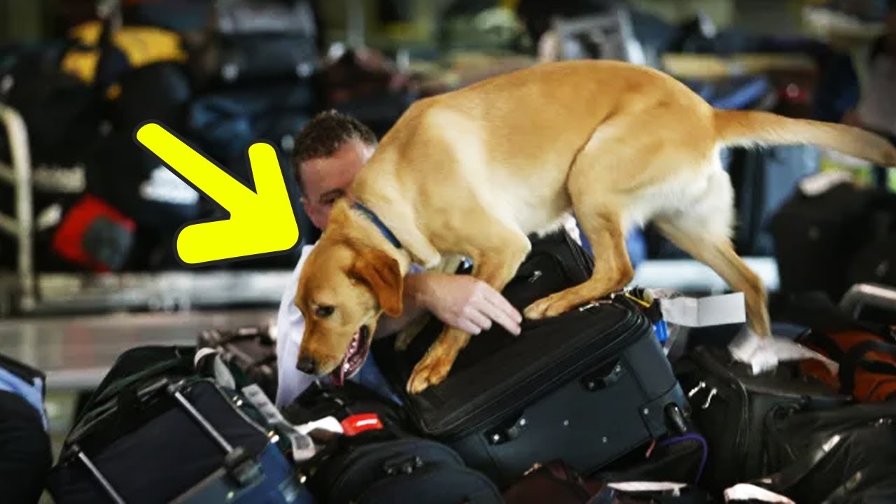 The Shocking Discovery Made When a Dog Led Staff to Open a Piece of Luggage