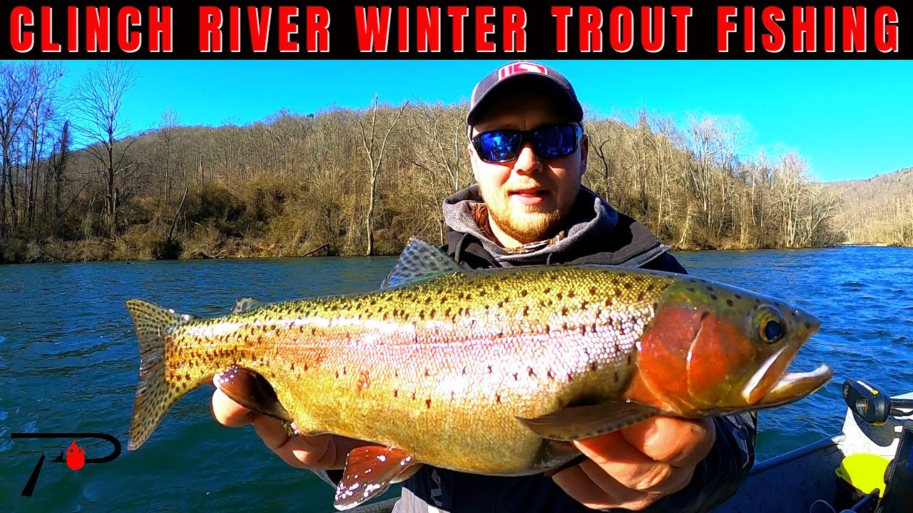 Clinch River Winter Trout Fishing YouTube