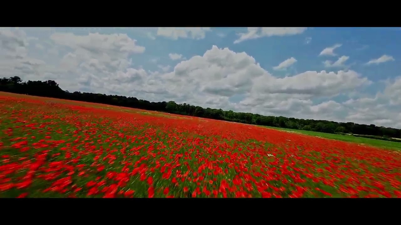Champ de Coquelicot
