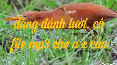 Tiếng cò hương, cò lửa, cò lép chuẩn đánh lưới