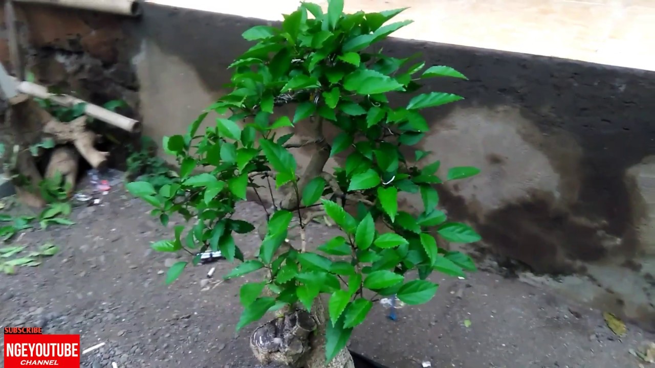 Bonsai Bunga Sepatu Atau Hibiscus Rosa Sinensis Part2 Youtube