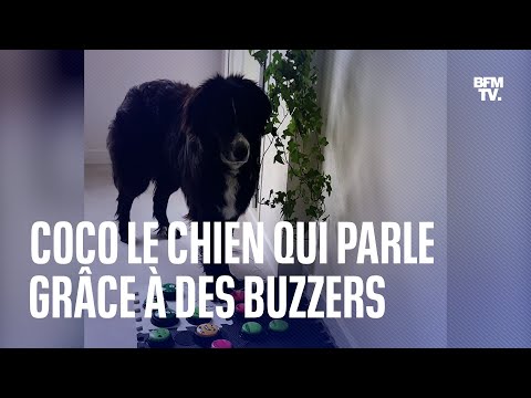 Croquettes, câlin, jouer Ce chien communique avec sa maîtresse à  l'aide de buzzers 