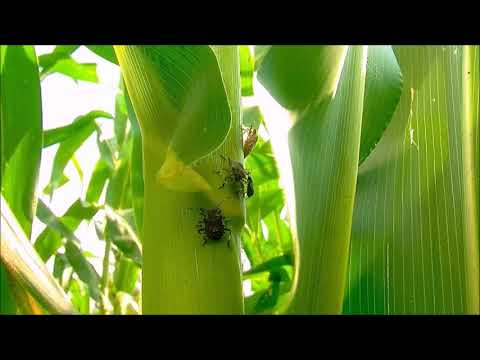 აზიური ფაროსანა სიმინდის ყანებში ინაცვლებს