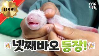 [아기판다바오] EP.1 아기판다의 탄생💚