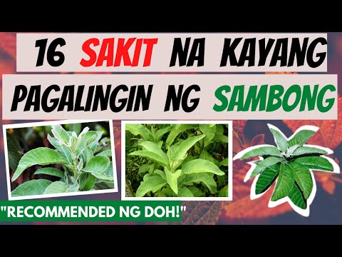 SAMBONG -  mga SAKIT na kayang pagalingin at Health BENEFITS | GAMOT, LUNAS |  Herbal Natural