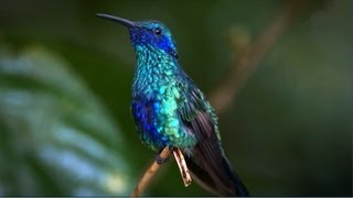 Kolibri - virtuose Flugkünste Resimi