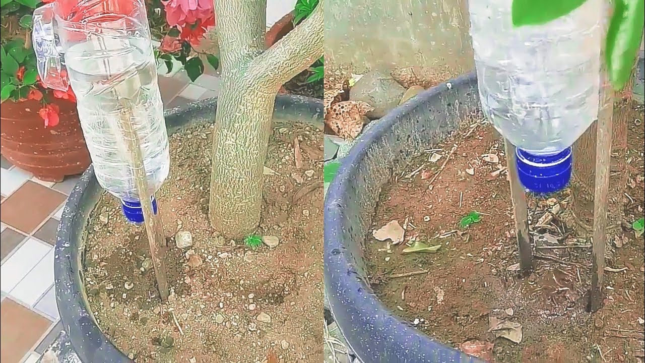 Plastic Bottle Drip Irrigation System Is Very Simple and Fast YouTube