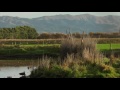New Zealand Duck hunting  2016