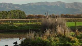 New Zealand Duck hunting  2016