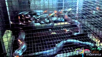 "Selamat Datang!" (Arriving Jakarta)