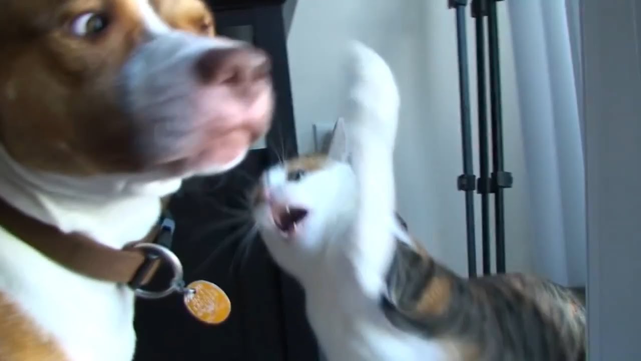 Crazy Cat Videos  Angry Cats That Are Very Mad