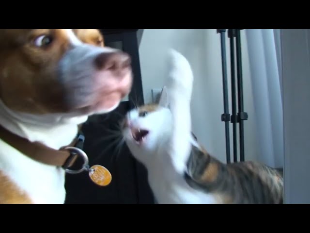 Deadly Cats Video Compilation 2017