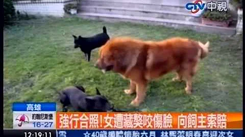 中視新聞》強行合照！女遭藏獒咬傷臉 向飼主索賠 - 天天要聞