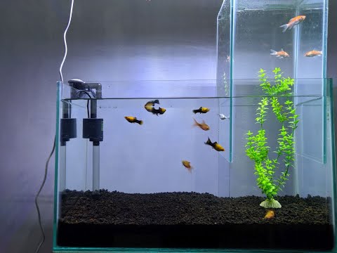How To Unique Multi Level Vertical Aquarium - Diy Inverted Fish Tank -  Youtube