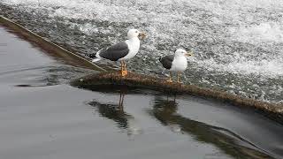Devon Nature 8 Seagulls in Exeter 2019