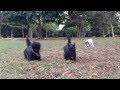 Scottish Terriers show a Corgi how to hunt! の動画、YouTube動画。
