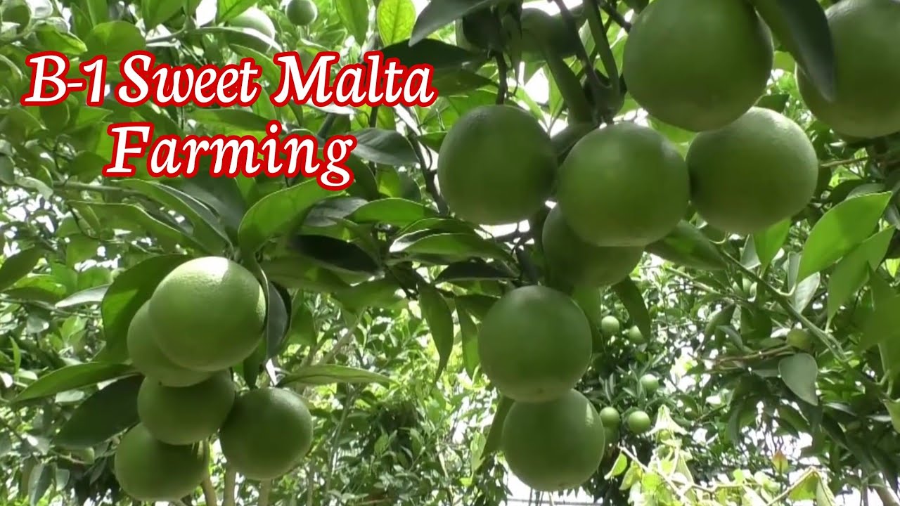 B1 Sweet Malta Farming in India Now Best Verity in Mosumbi Plant