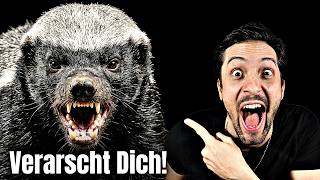 Wie dich der Honigdachs verarscht