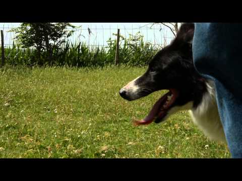 Vídeo: Formació De Gossos: Podeu Utilitzar Aquest Mètode D’entrenament De Gossos En Gairebé Qualsevol Situació