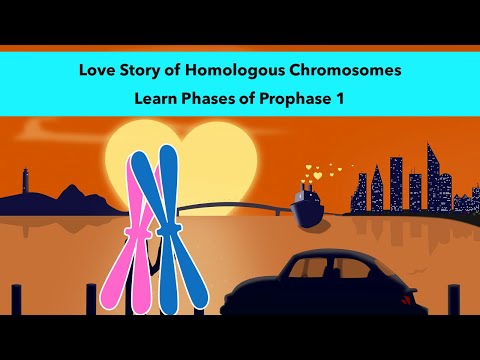 Stages of Prophase 1 of Meiosis with a visual mnemonic