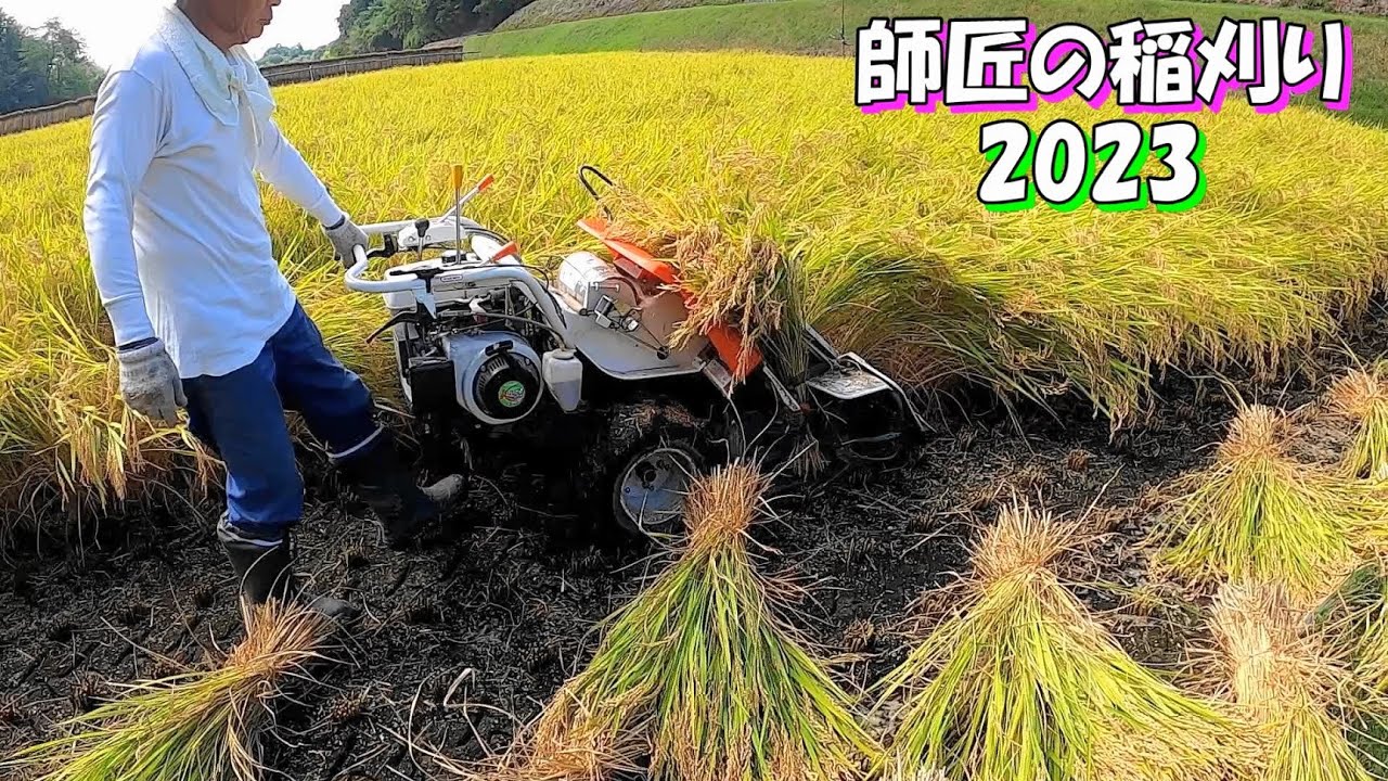 【Japanese rice cultivation】稲刈り 中割り刈り2023　はぜかけ米