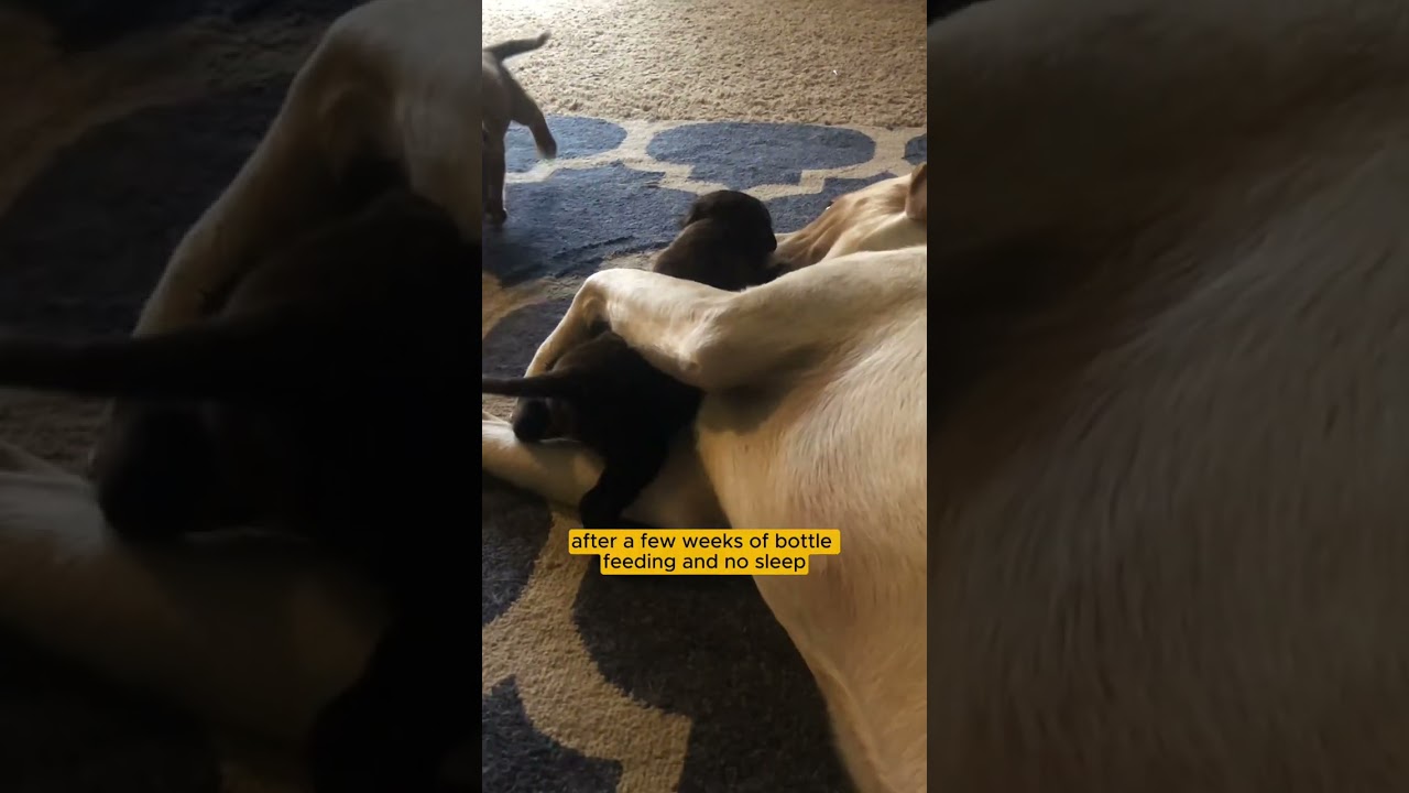 Puppy Aspen and Sage = the cutest things you&rsquo;ve ever seen! 🥹 #PEDIGREEAdopt