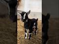 صوت صغير الماعز القزم Sound Animals Goat Cute Farming 