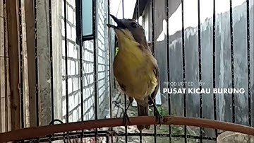 WoW ! Kicauan Dahsyat Burung REMETUK LAUT / Siur Full GACOR NGEROL NYULING Volume Lantang