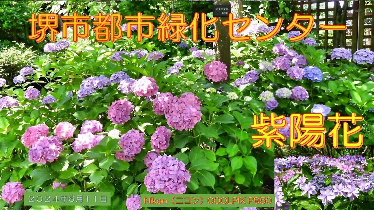 堺市都市緑化センターの紫陽花（2024年6月11日） - YouTube