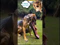 canine curiosity!!  #shorts  #doberman #pitbull #husky #viral #shortsfeed  #viralvideo2025