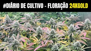 DIÁRIO DE CULTIVO CANNABIS MEDICINAL - FLORAÇÃO 24KGOLD