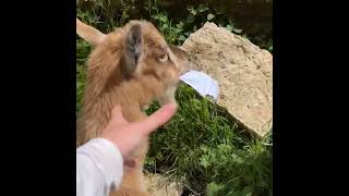 Girl Laughs in Shock After Goat Eats Her Learning Material