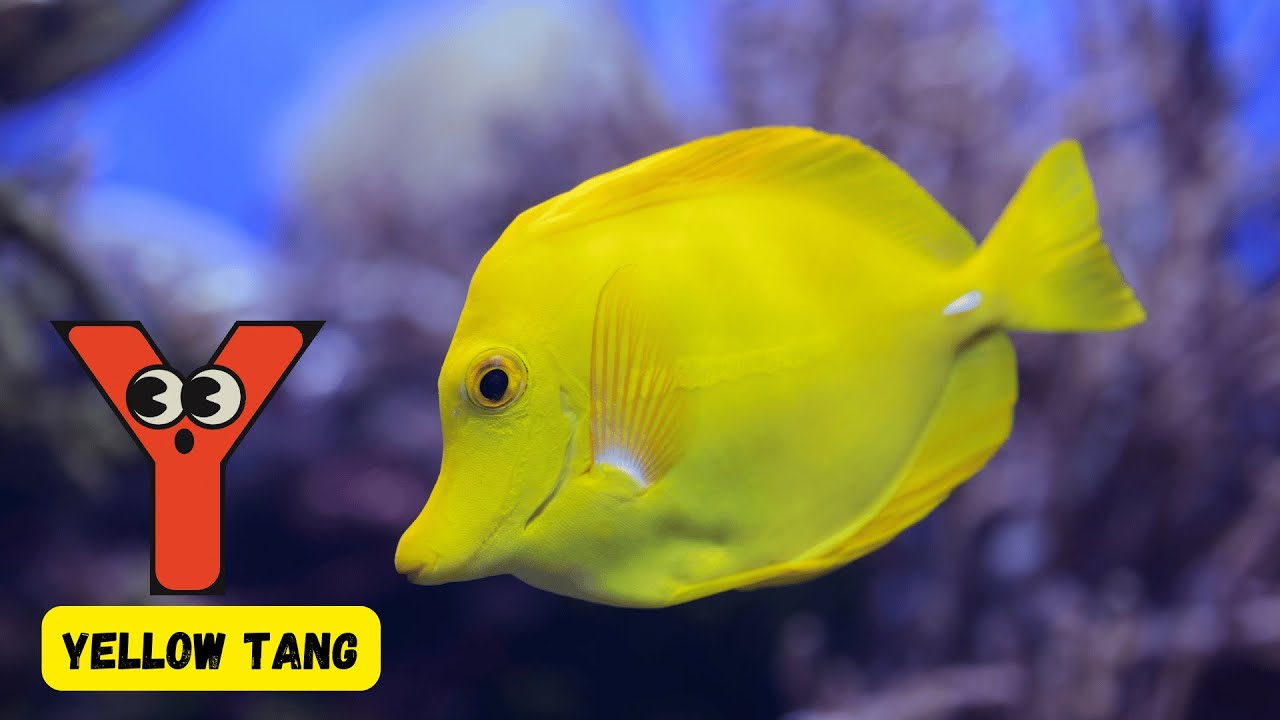 Y Words for Kids 🚤 | Fun Y Vocabulary from Yacht to Yuzu | #abcd
